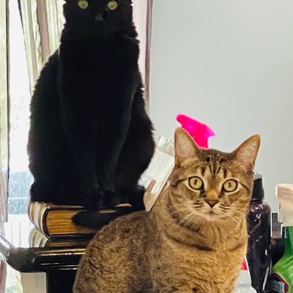 Meet your Posher, Rebecca - Picture 7 of 7